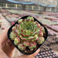 Sempervivum 'Edward Balls' : Real Live Succulent Cactus Plant
