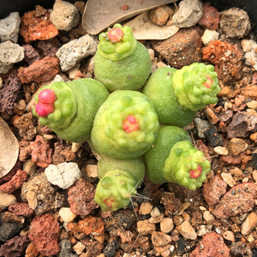 Real Live Succulent Cactus Plant :  Mammillaria bocasana