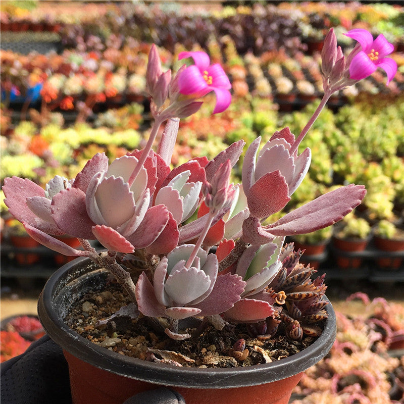 grey succulent with pink flowers Real Live Succulent Cactus Plant : Kalanchoe pumila Baker – Succulent Zone