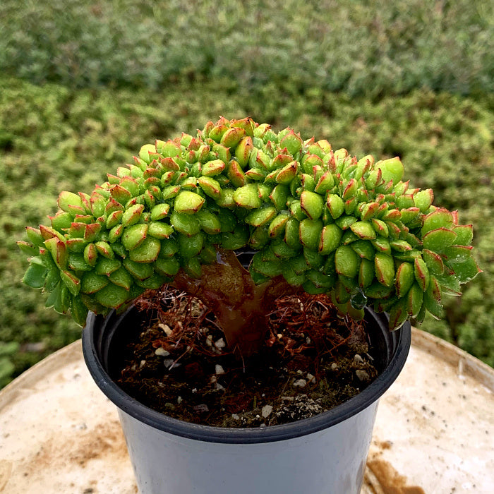 x Sedeveria 'Letizia Cristata' : Real Live Succulent Cactus Plant