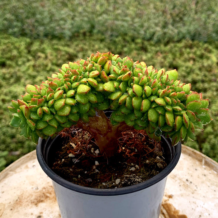 succulent letizia x Sedeveria 'Letizia Cristata' : Real Live Succulent Cactus Plant –  Succulent Zone