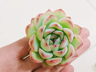 Real Live Succulent Cactus Plant : Echeveria 'Beniothine'