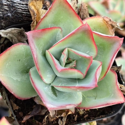Real Live Succulent Cactus Plant :  Echeveria subrigida Rose