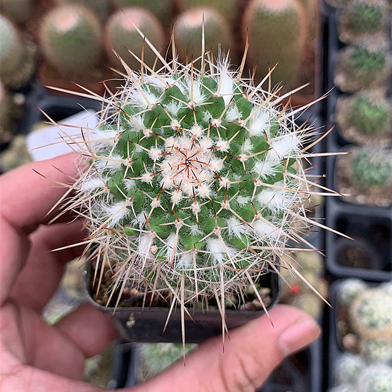 Mammillaria karwinskiana Mart. subsp. nejapensis : Real Live Succulent  Cactus Plant