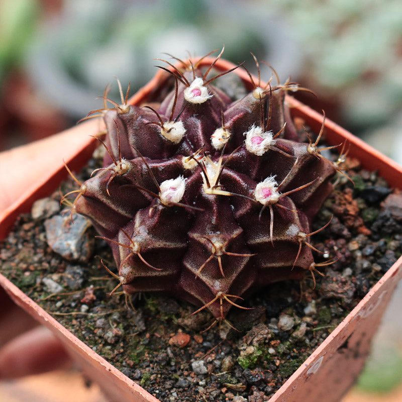 Real Live Succulent Cactus Plant : Gymnocalycium Stenopleurum