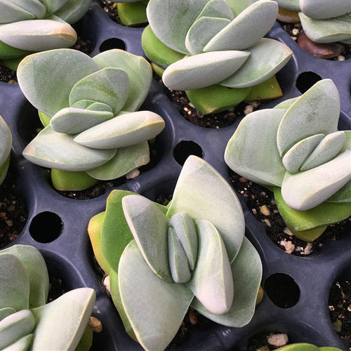 Real Live Succulent Cactus Plant :  Crassula 'Darumajintou'