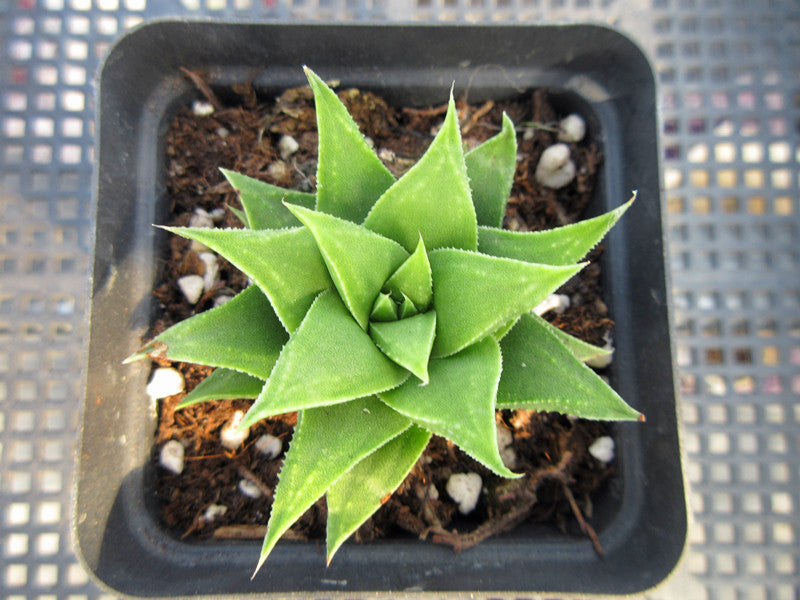 Haworthia 'Manda's Hybrid' : Real Live Succulent Cactus Plant