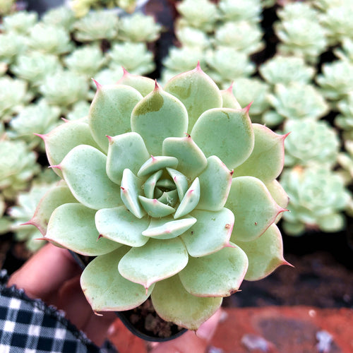 Real Live Succulent Cactus Plant :  Echeveria 'Corona'