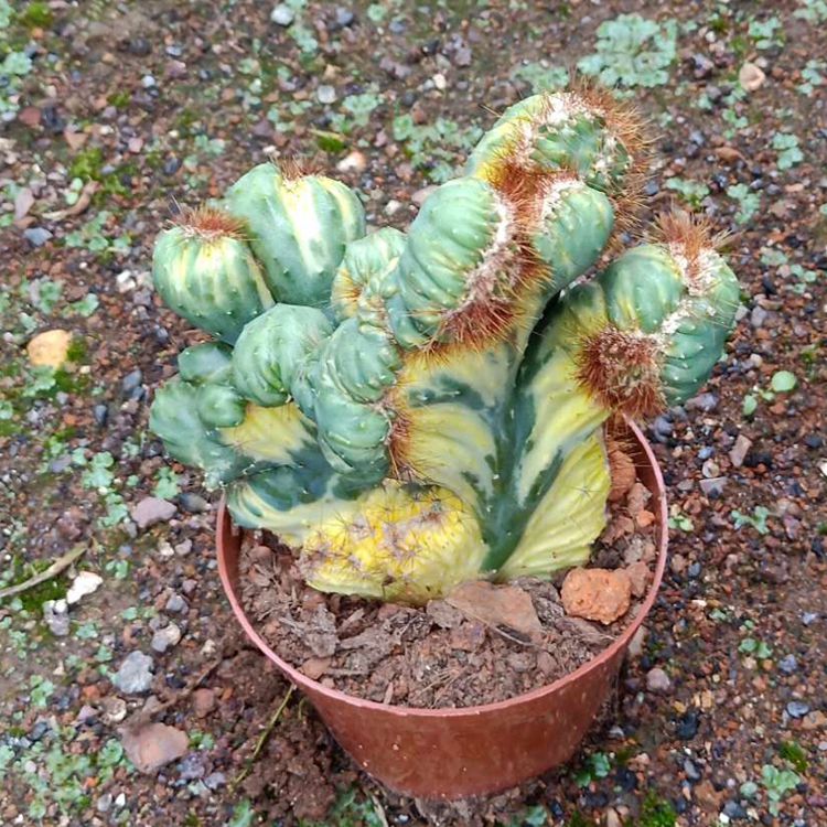 Real Live Succulent Cactus Plant :  Cereus SP.f.Monst variegata