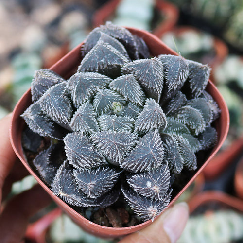 Haworthia keganii x Haworthia cooperi var. venusta : Real Live Succulent Cactus Plant
