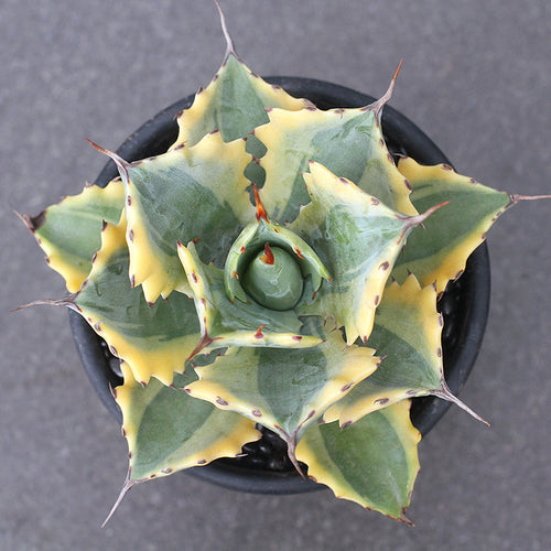 Real Live Succulent Cactus Plant :  Agave Potatorum Verschaffeltii variegata