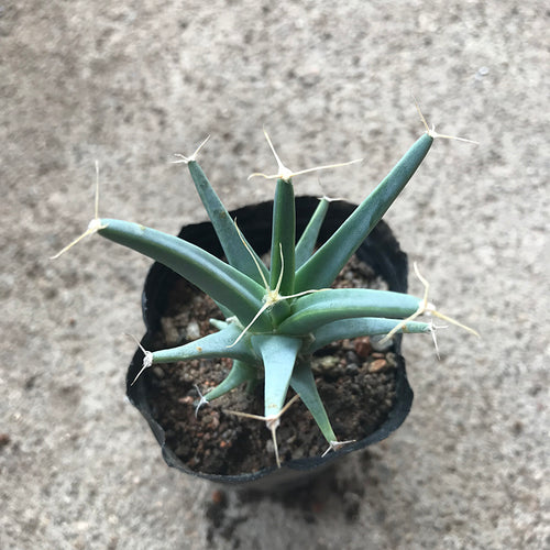 Real Live Succulent Cactus Plant :  Leuchtenbergia principis