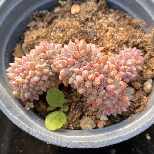 Real Live Succulent Cactus Plant :  Echeveria 'Chrissy N Ryan Cristata'