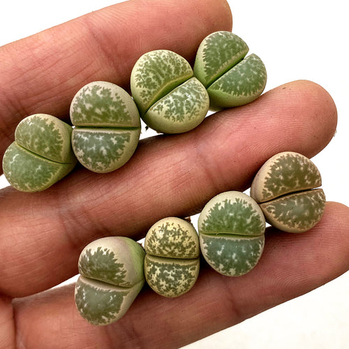 Lithops geyeri Nel : Real Live Succulent Lithops Pseudotruncatella Plant