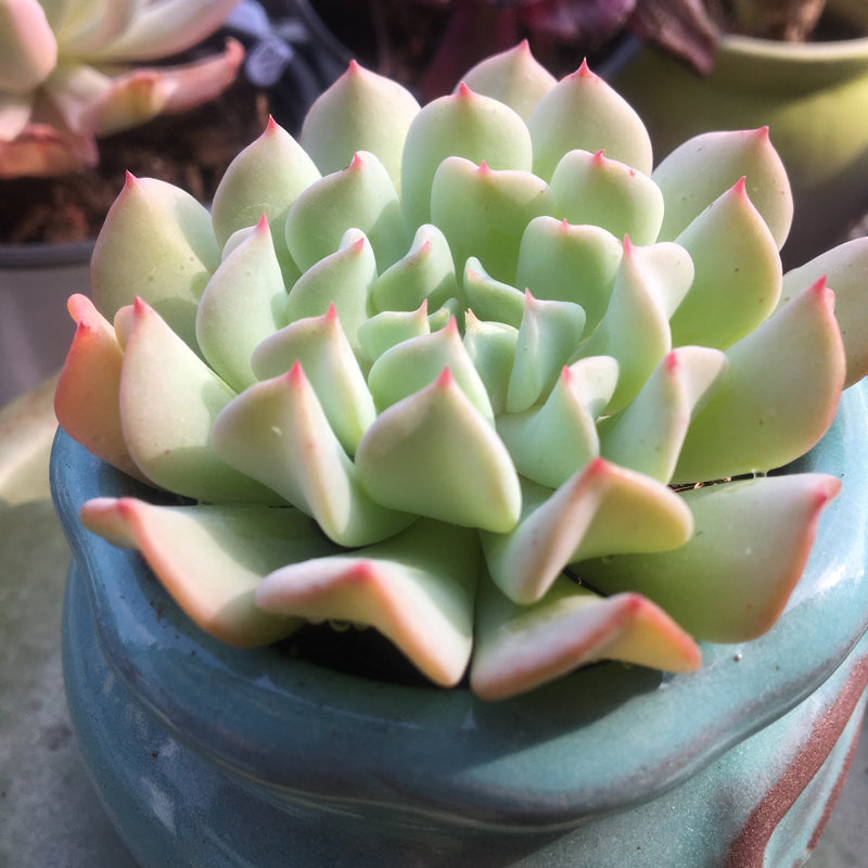 Real Live Succulent Cactus Plant :  Echeveria 'Fly to Teenage'