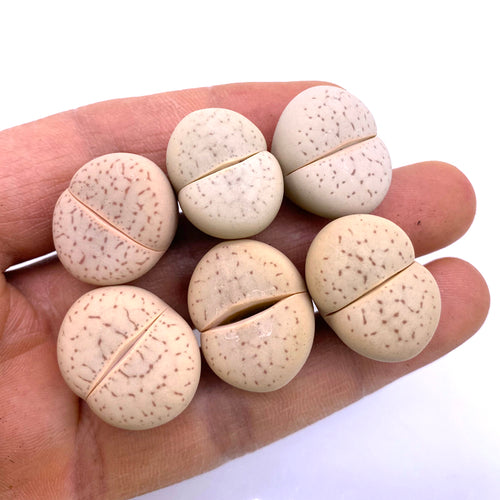 Dinteranthus vanzylii (L. Bolus) Schwantes : Real Live Succulent Lithops Pseudotruncatella Plant