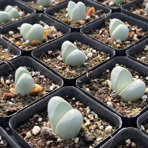 Argyroderma delaetii C. A. Maass : Real Live Succulent Cactus Plant