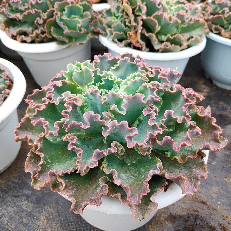 real blue succulents Real Live Succulent Cactus Plant : Echeveria 'Blue Curls'