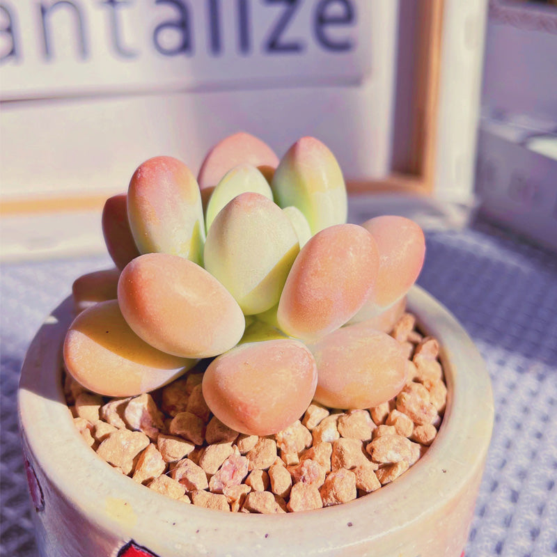 succulents live Real Live Succulent Cactus Plant : Echeveria 'Luoshen' – Succulent Zone