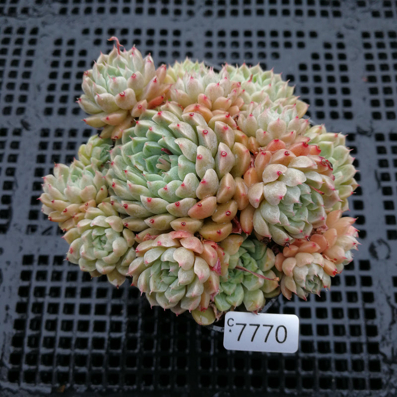 succulent plants Gardens Made Easy ™ Bulk Succulent 50-pack: Colorful, Cute & Carefree  Plants – Wedding, Celebration, DIY Succulents - (2