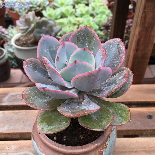 Real Live Succulent Cactus Plant :  Echeveria 'Julius'