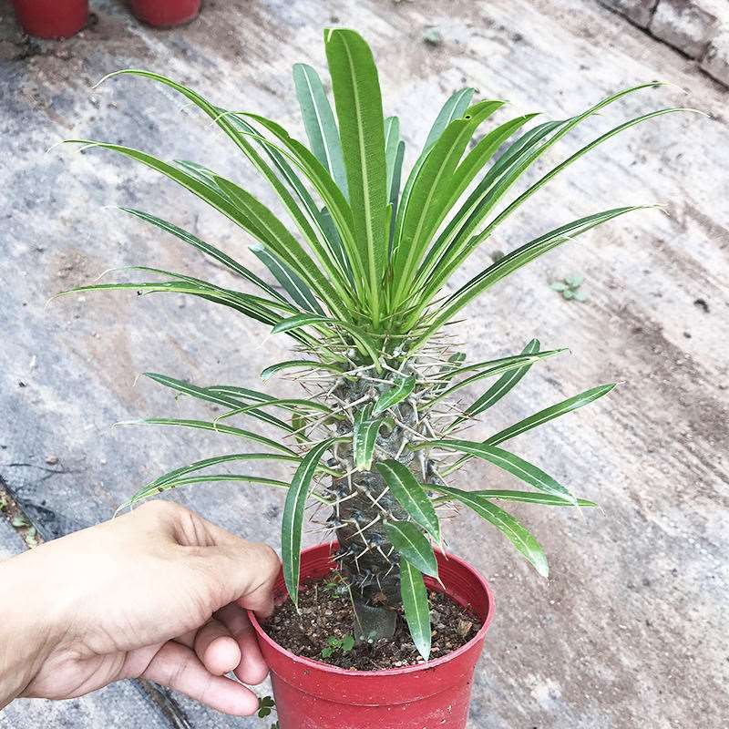 Real Live Succulent Cactus Plant :  Pachypodium Lamerei Drake Madagascar Palm