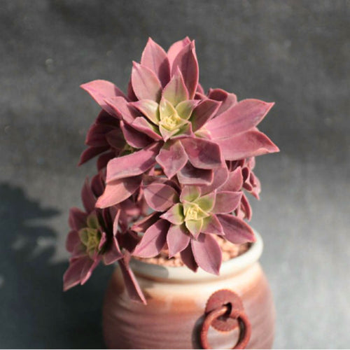 Real Live Succulent Cactus Plant :  Aeonium leucoblepharum Webb ex Richard