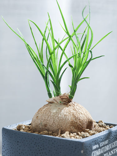 Real Live Succulent Cactus Plant :  Beaucarnea recurvata Elephant's Foot Ponytail Palm Plant