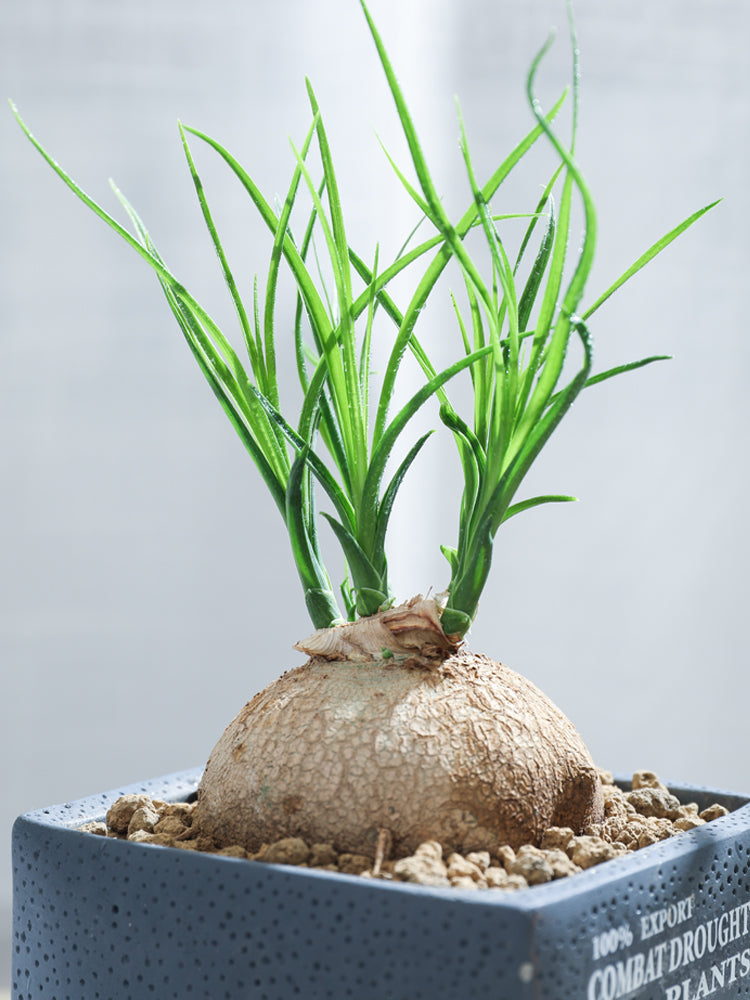 Real Live Succulent Cactus Plant : Beaucarnea recurvata Elephant's Foo –  Succulent Zone