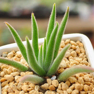 Real Live Succulent Cactus Plant : Crassula mesembryanthemoides Dinter  'Long Leaf'