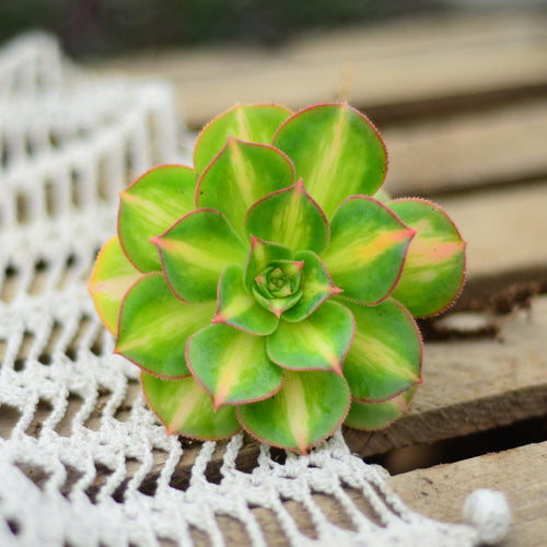 Real Live Succulent Cactus Plant :  Aeonium Moon Glow