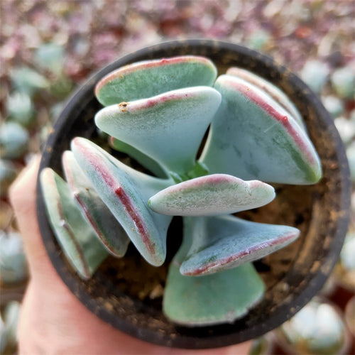 Cotyledon orbiculata 'Yomeiri Musume' : Real Live Succulent Cactus Plant