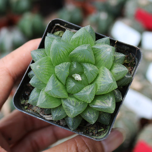Haworthia cooperi 'Snow Flake' : Real Live Succulent Cactus Plant