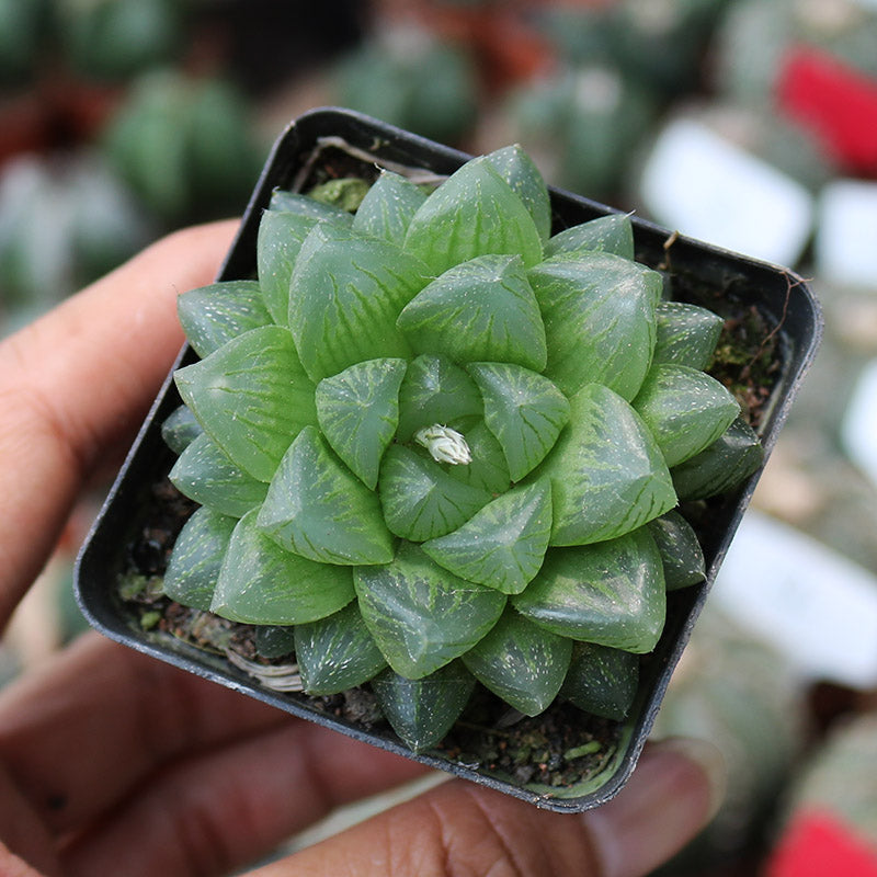 haworthia succulent plant Haworthia cooperi 'Snow Flake' : Real Live Succulent Cactus Plant