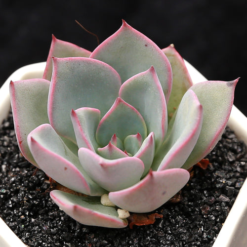 Real Live Succulent Cactus Plant :  Echeveria 'Riga'