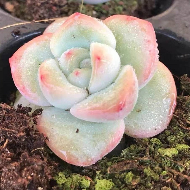 sensational succulents Real Live Succulent Cactus Plant : Echeveria Sensation Amabelli – Succulent Zone