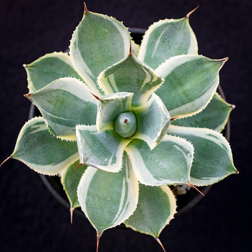 Real Live Succulent Cactus Plant :  Agave Potatorum Verschaffeltii variegata