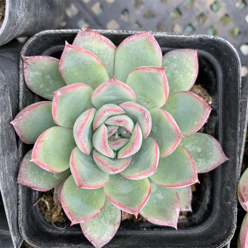 Real Live Succulent Cactus Plant :  Echeveria 'Cherry'