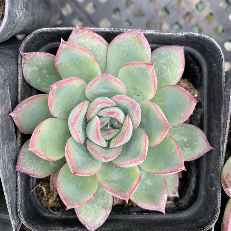 sweet succulent cherry Real Live Succulent Cactus Plant : Echeveria 'Cherry'