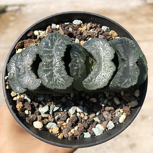 Real Live Succulent Cactus Plant :  Haworthia Truncata Hiroshige