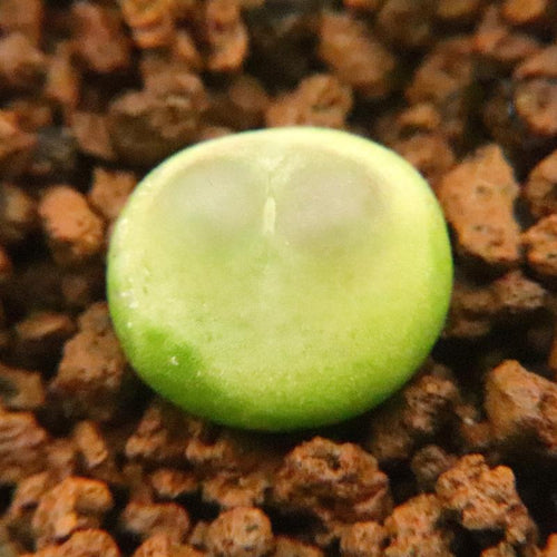 Conophytum ratum S. A. Hammer : Real Live Succulent Cactus Plant