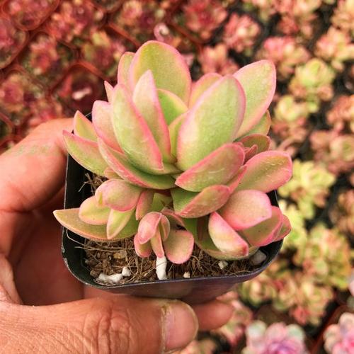 Real Live Succulent Cactus Plant :  Crassula 'Moneymaker'