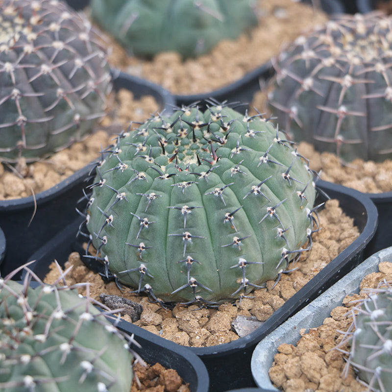 Real Live Succulent Cactus Plant :  Gymnocalycium stenopleurum