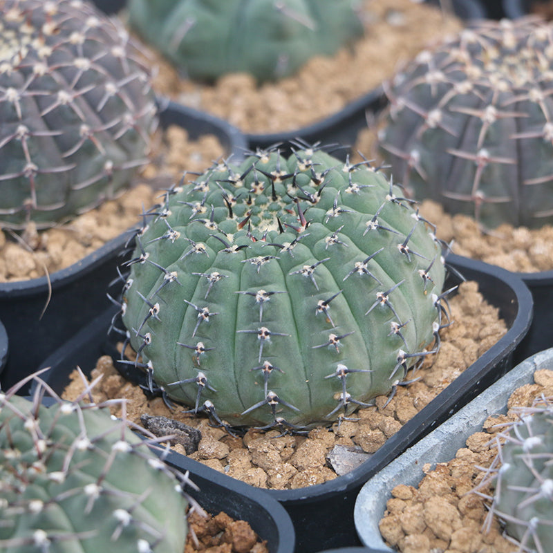 Real Live Succulent Cactus Plant : Gymnocalycium stenopleurum – Succulent  Zone