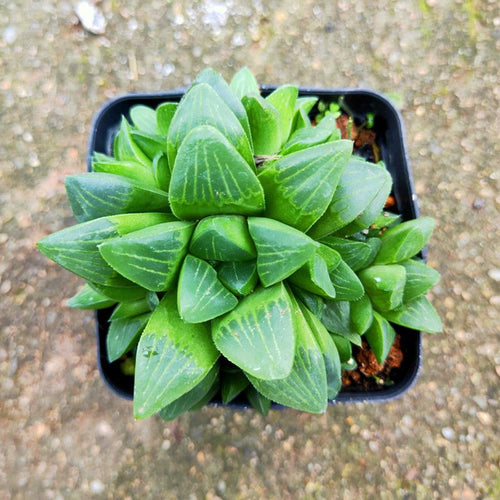 Haworthia 'Chunting' : Real Live Succulent Cactus Plant