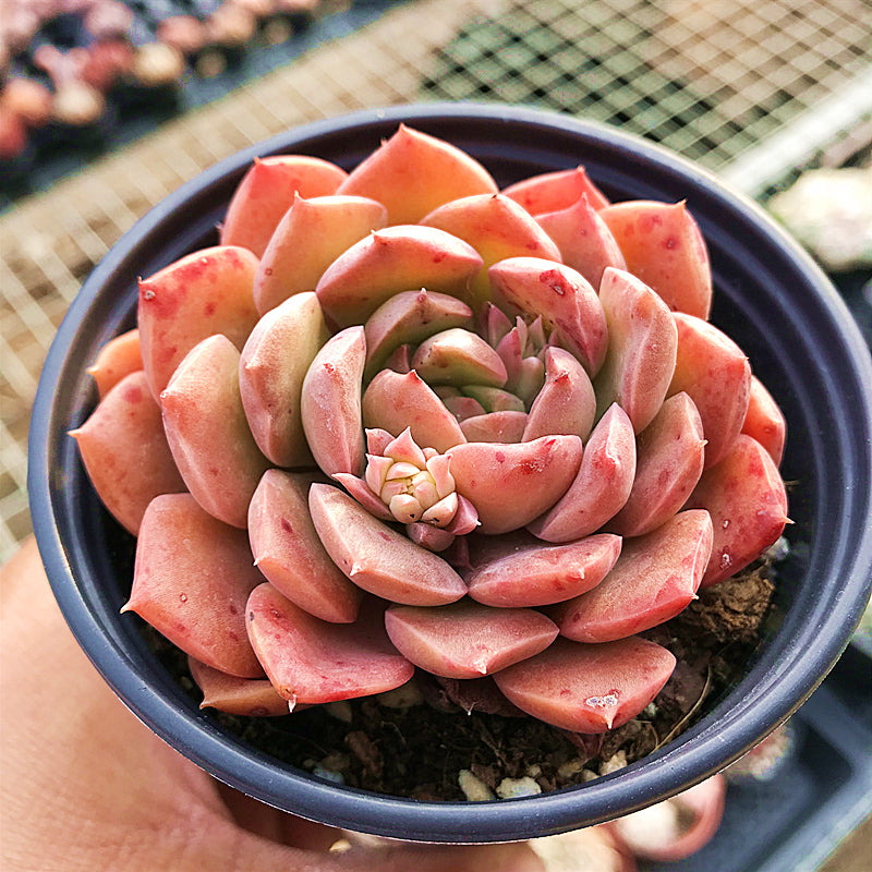 succulents real Real Live Succulent Cactus Plant : Echeveria 'Mohican'