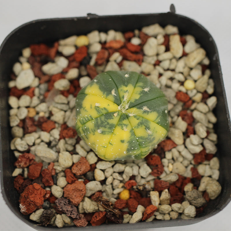 Real Live Succulent Cactus Plant :  Astrophytum asterias var. nudum f.variegata