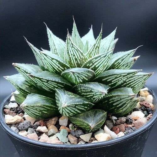 Real Live Succulent Cactus Plant :  Haworthia Cooperi Purple Painting