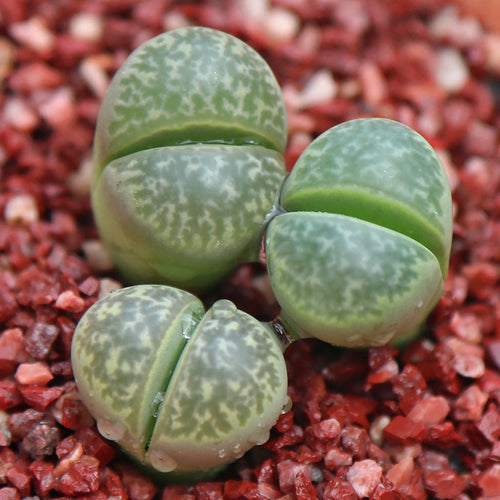 Live Succulent Lithops Cactus Pseudotruncatella Plant : Helmutii