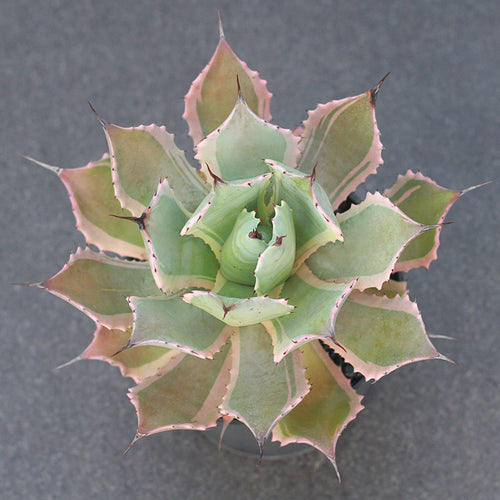 Real Live Succulent Cactus Plant :  Agave Potatorum Verschaffeltii variegata